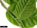 SpeciesSub: subsp. utilis SpeciesSub: subsp. utilis